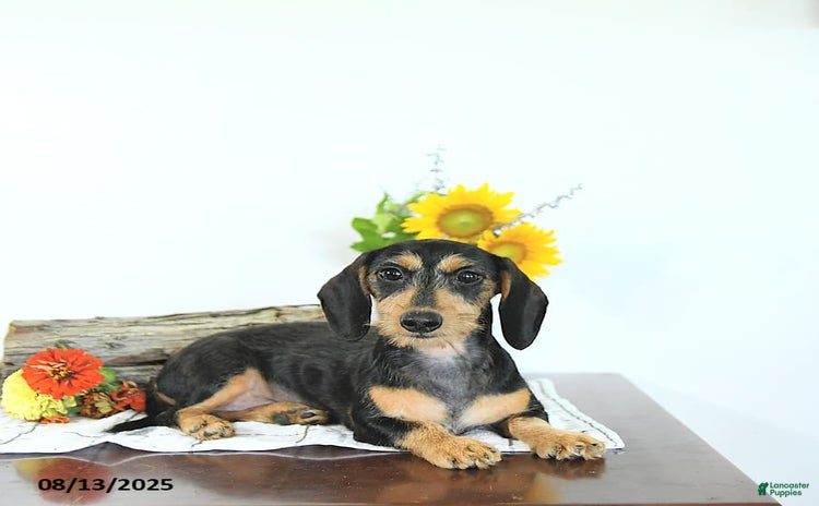 Miniature Dachshund dogs for sale - Ad 2