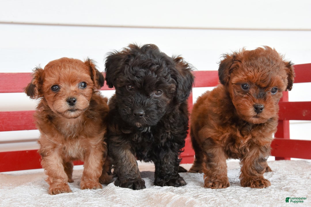 Yorkiepoo dogs for sale: Harold - Image 4