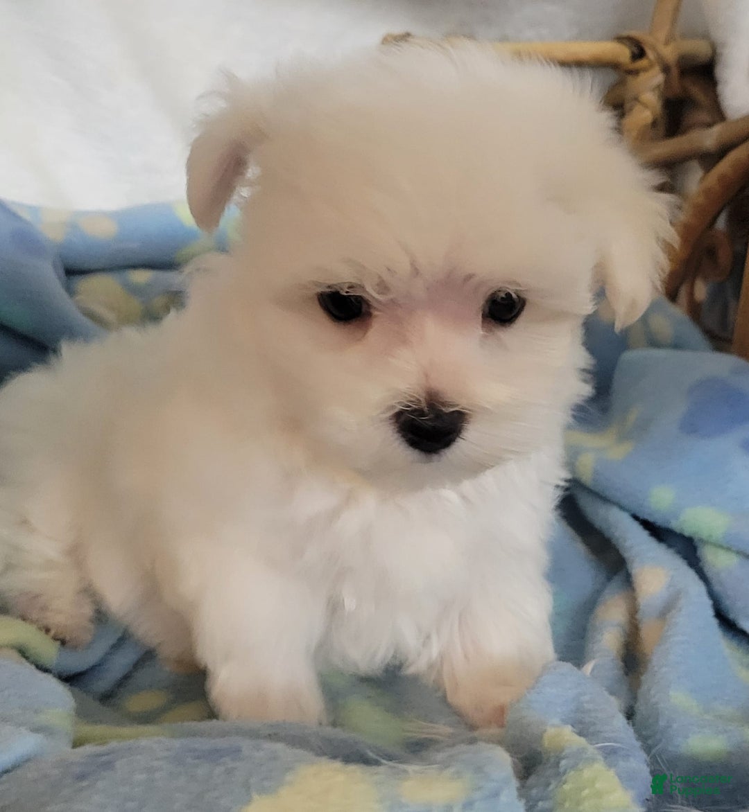 Maltese dogs for sale: Amigo - Image 5
