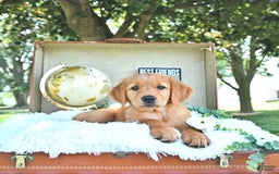 Golden Retriever dogs for sale: Allie - Image 17