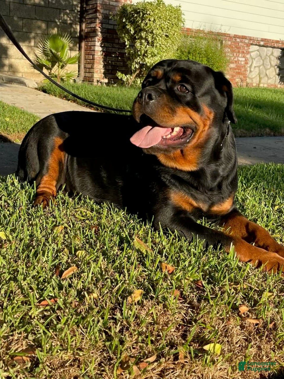 Rottweiler dogs for sale: Tyson - Image 4