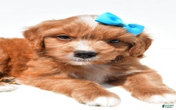 Mini Goldendoodle dogs for sale: Toby - Image 6