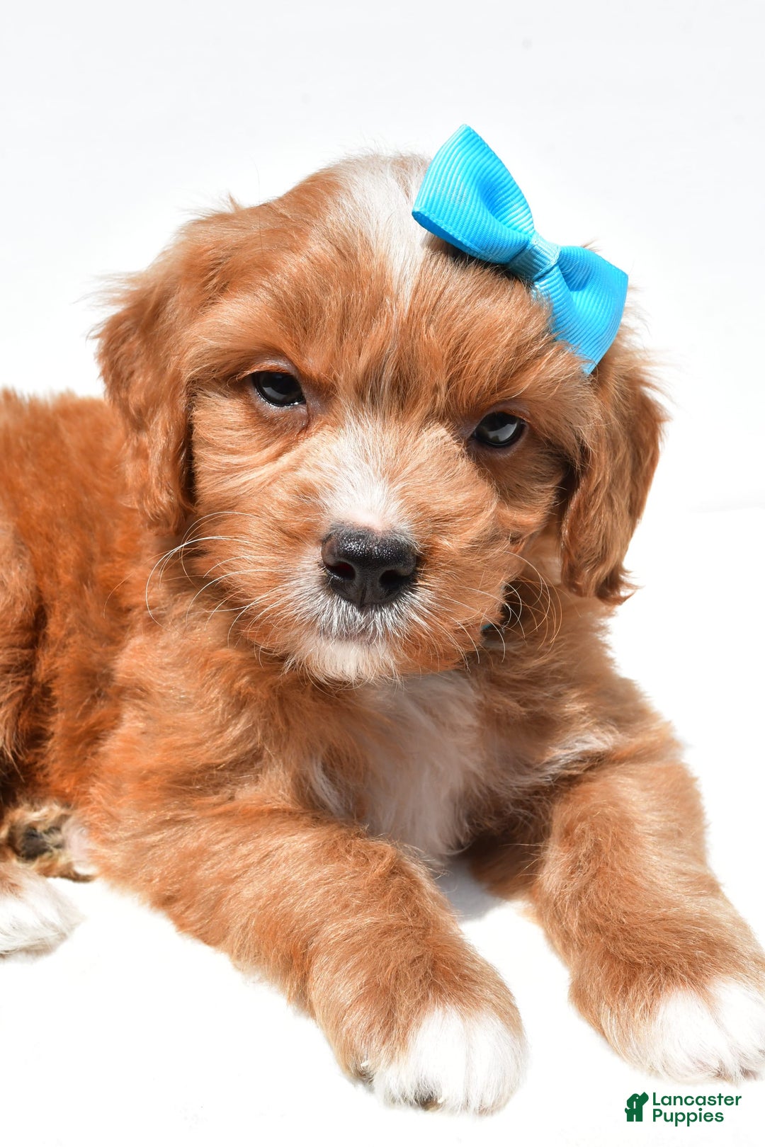 Mini Goldendoodle dogs for sale: Toby - Image 6