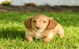 Miniature Dachshund dogs for sale: Chocolate - Image 1