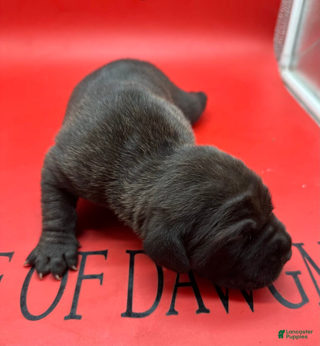 Cane Corso dogs for sale: Iccf Ozzy - Image 8