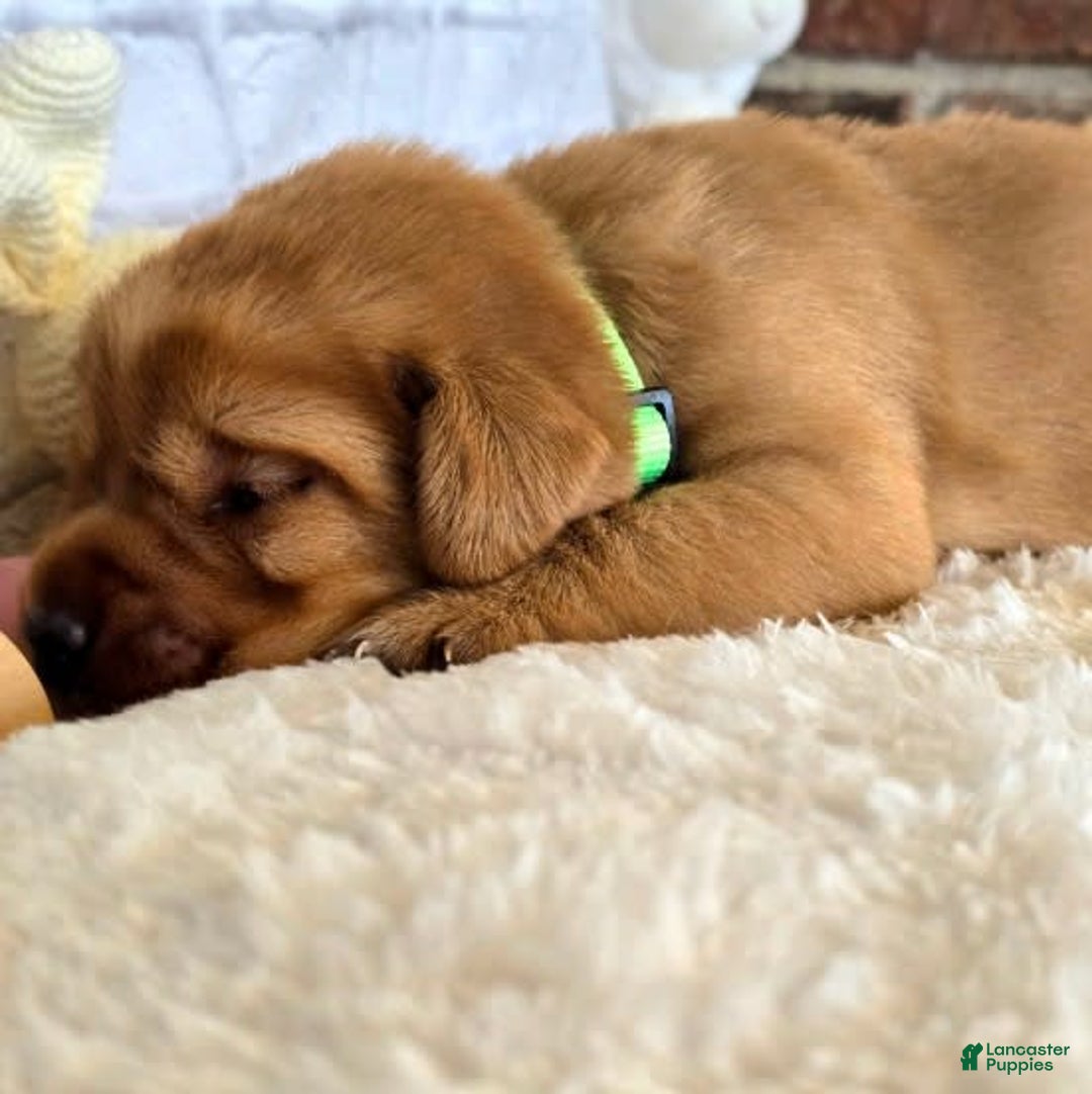 Labrador Retriever dogs for sale: Girl 4 - Image 1