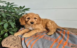 Cockapoo dogs for sale: Bently - Image 3