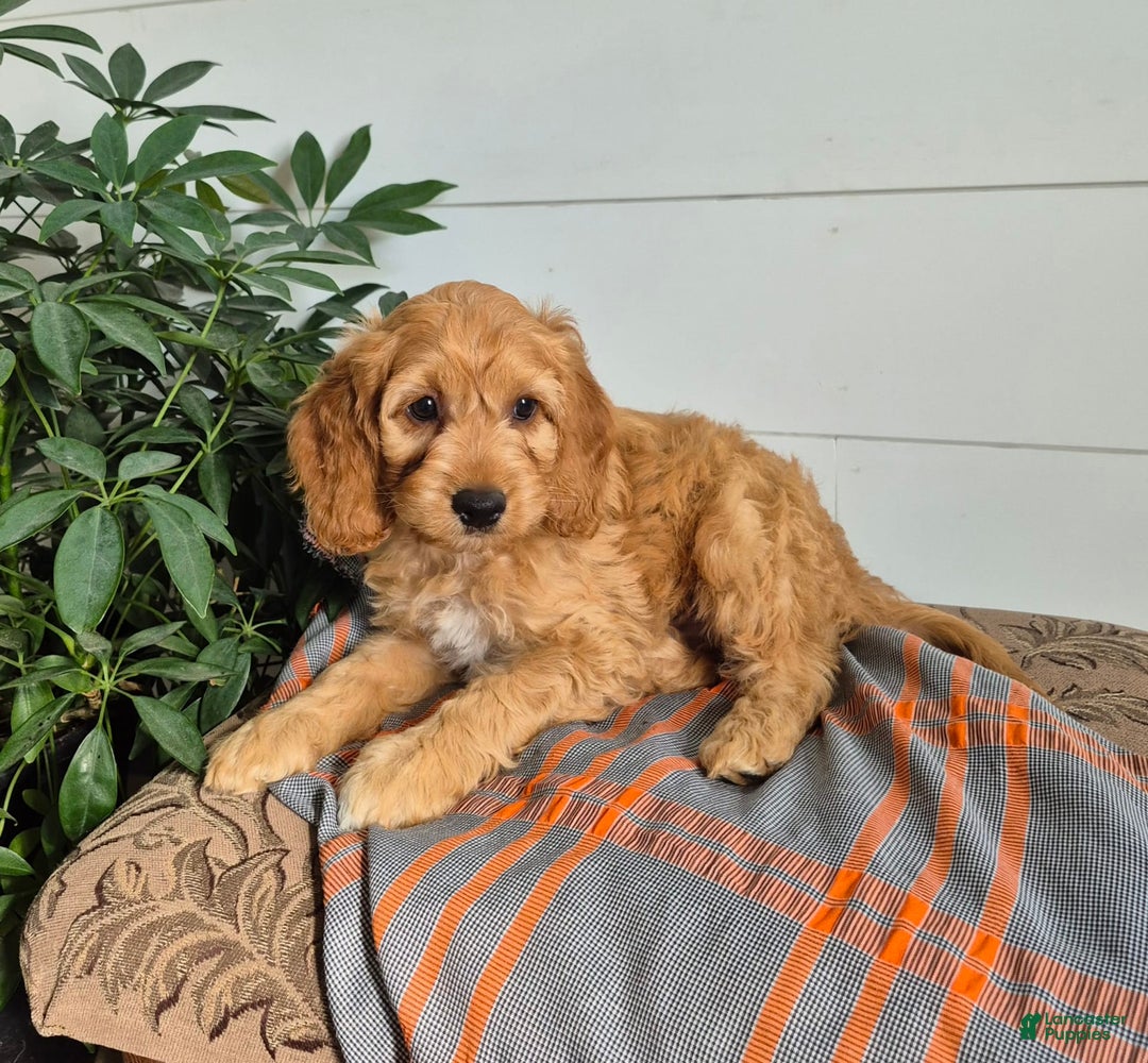 Cockapoo dogs for sale: Bently - Image 3