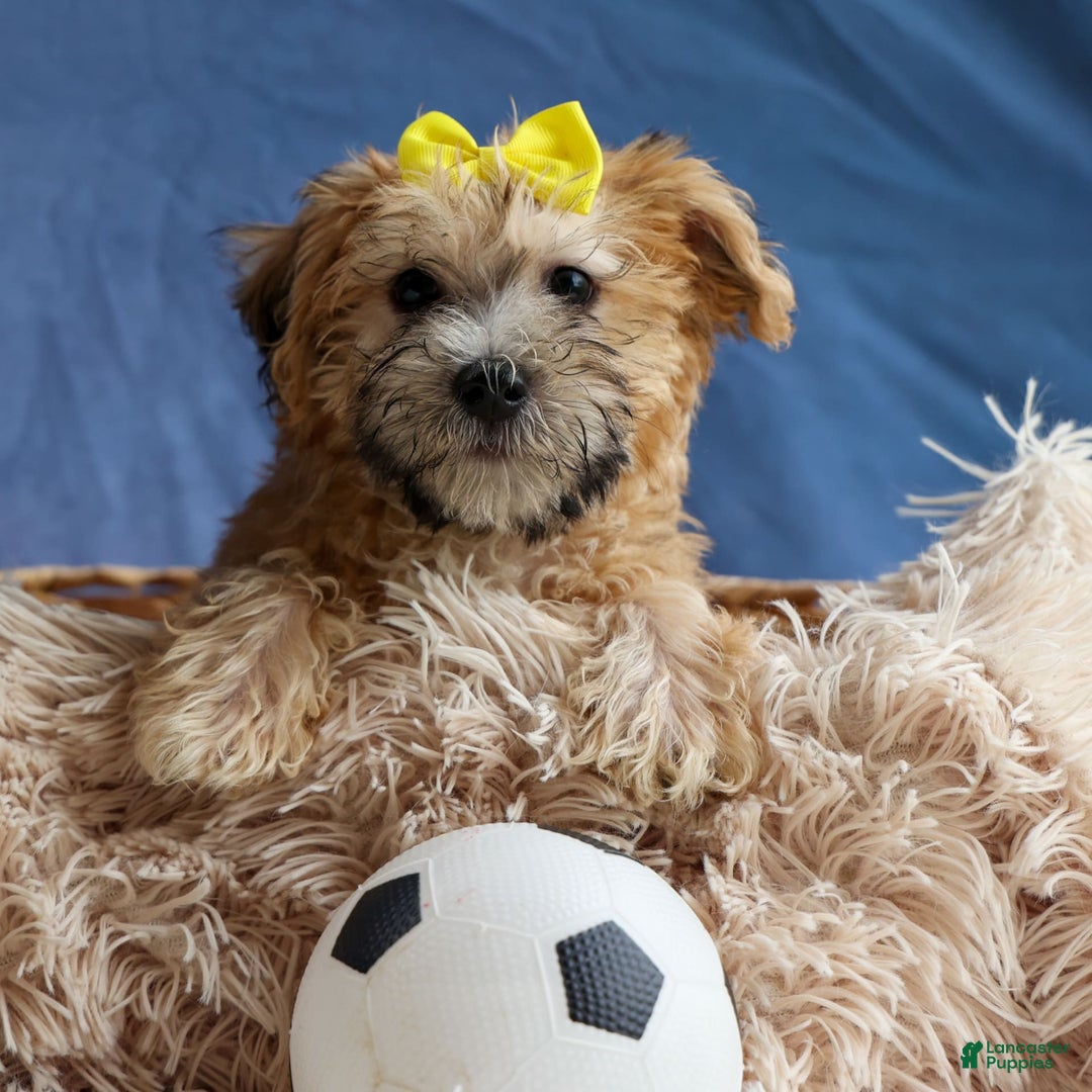 Yochon dogs for sale: Theodore - Image 8