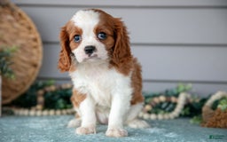 Cavalier King Charles Spaniel dogs for sale: Jessica - Image 1