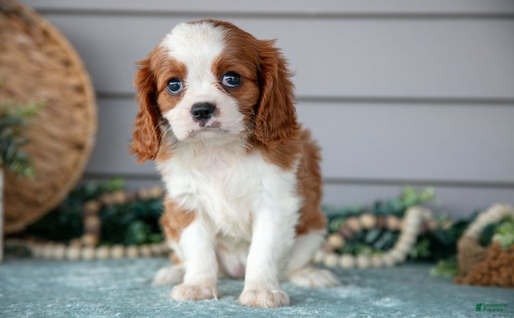 Cavalier King Charles Spaniel dogs for sale - Ad 2