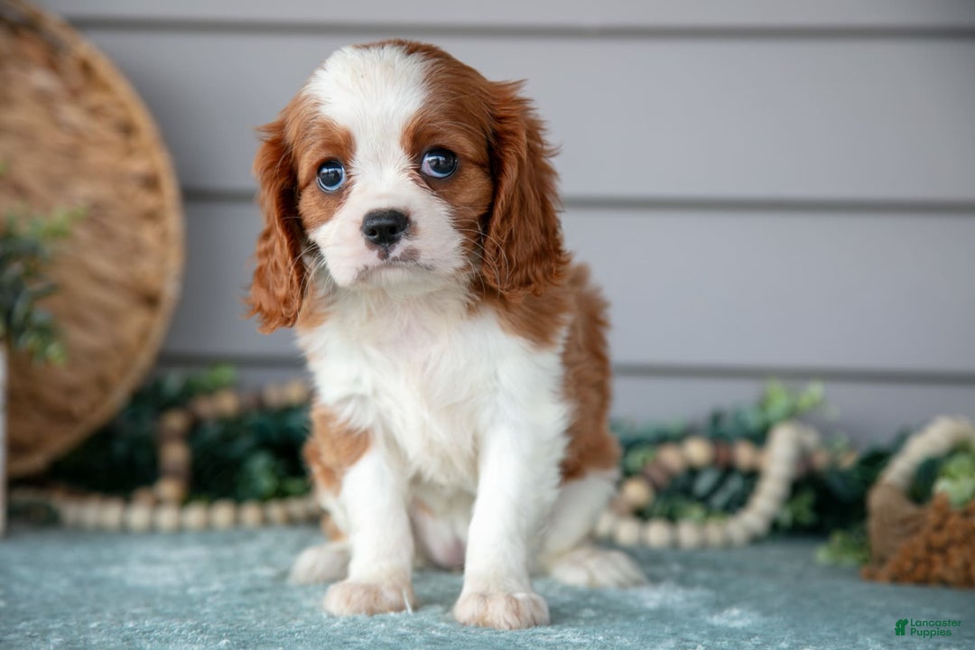 Cavalier King Charles Spaniel dogs for sale: Jessica - Image 1