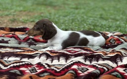 Miniature Dachshund dogs for sale: Rolo - Image 3