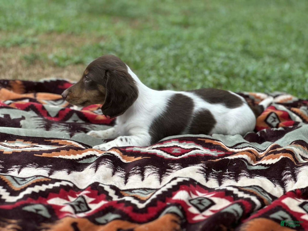 Miniature Dachshund dogs for sale: Rolo - Image 3