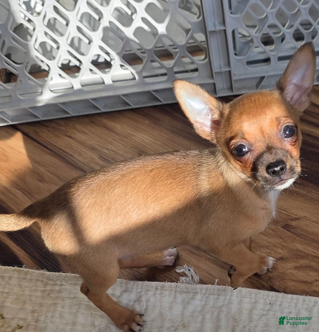Chihuahua dogs for sale: Ruby - Image 2