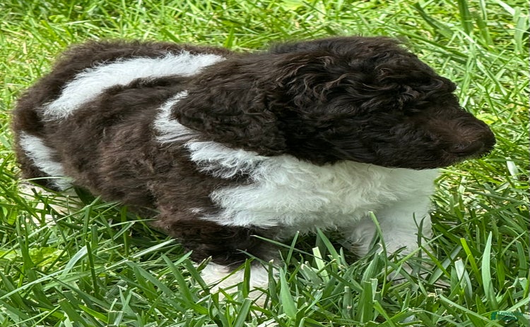 Labradoodle dogs for sale - Ad 1
