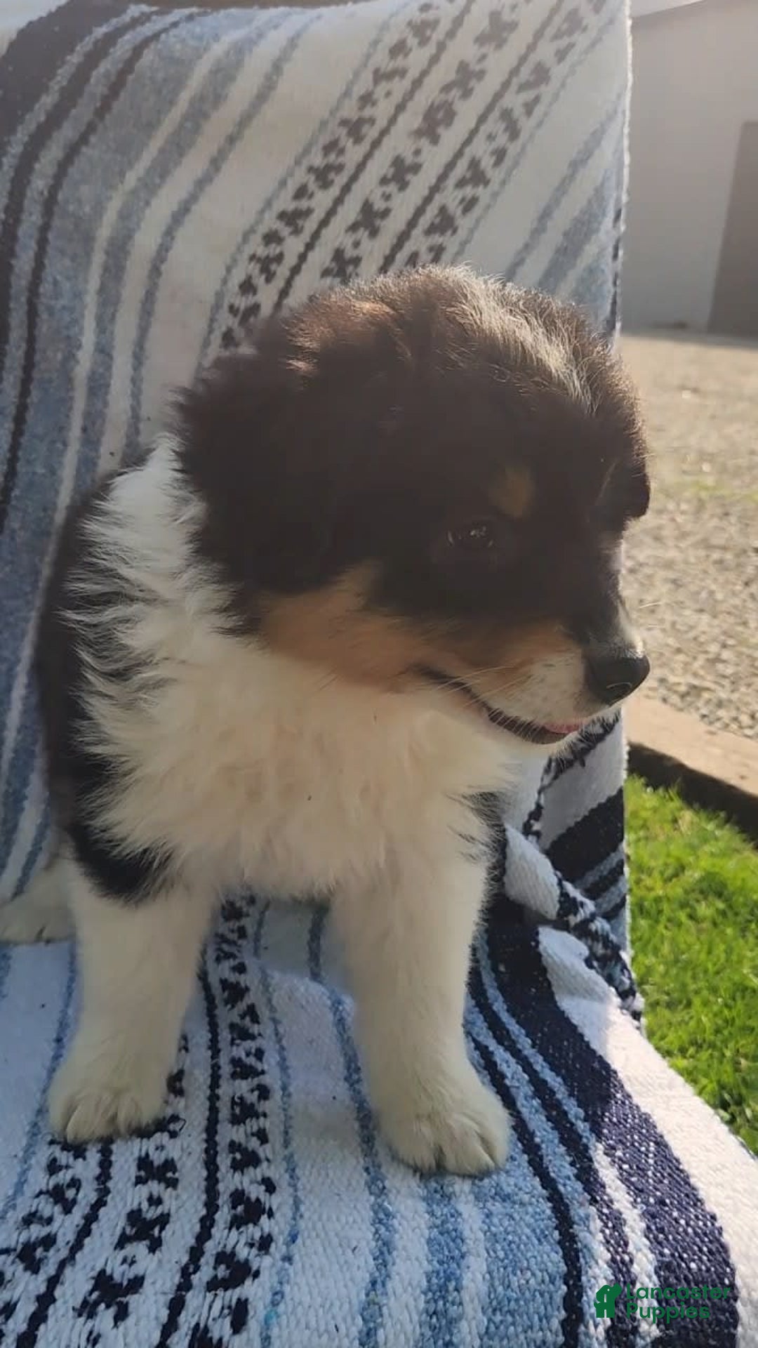 Australian Shepherd dogs for sale: Sasha - Image 10