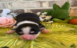 Pomsky dogs for sale: Chai - Image 4