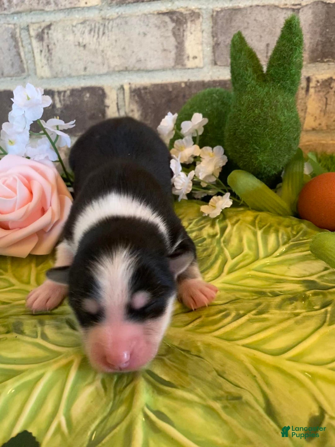 Pomsky dogs for sale: Chai - Image 4