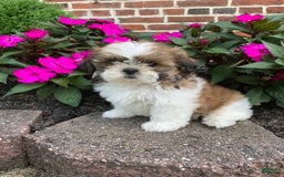 Shih Tzu dogs for sale: Luca - Image 1