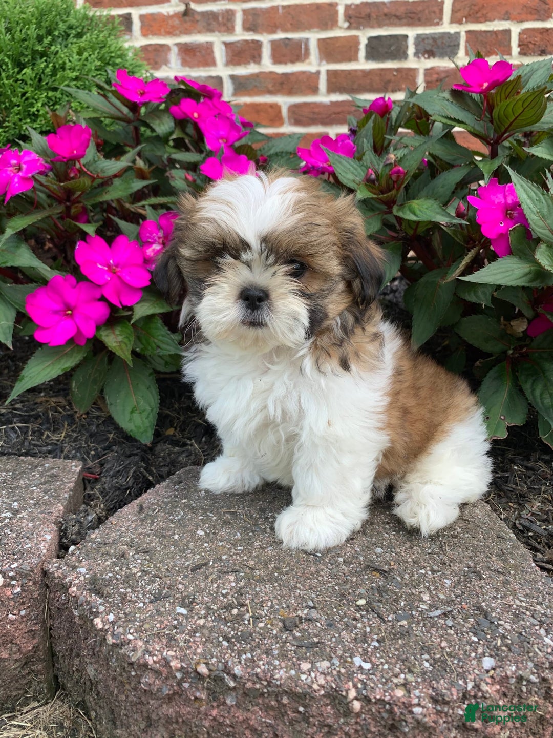Shih Tzu dogs for sale: Luca - Image 1