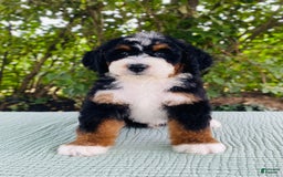 Bernedoodle dogs for sale: Abel - Image 2