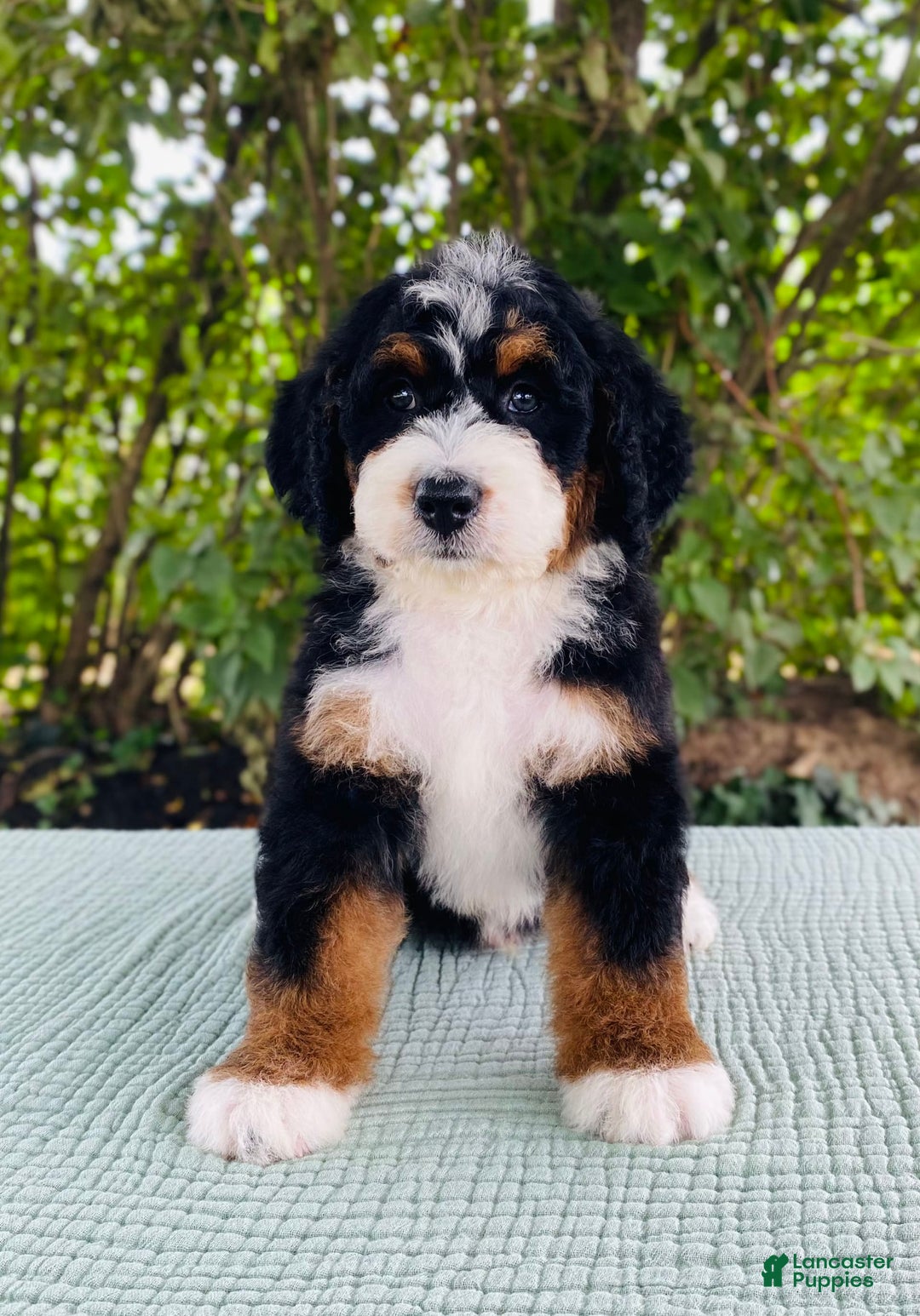 Bernedoodle dogs for sale: Abel - Image 2