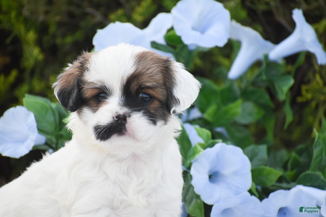Cavapoo dogs for sale: Megan - Image 7