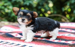 Yorkshire Terrier dogs for sale: Teddy Teacup - Image 5