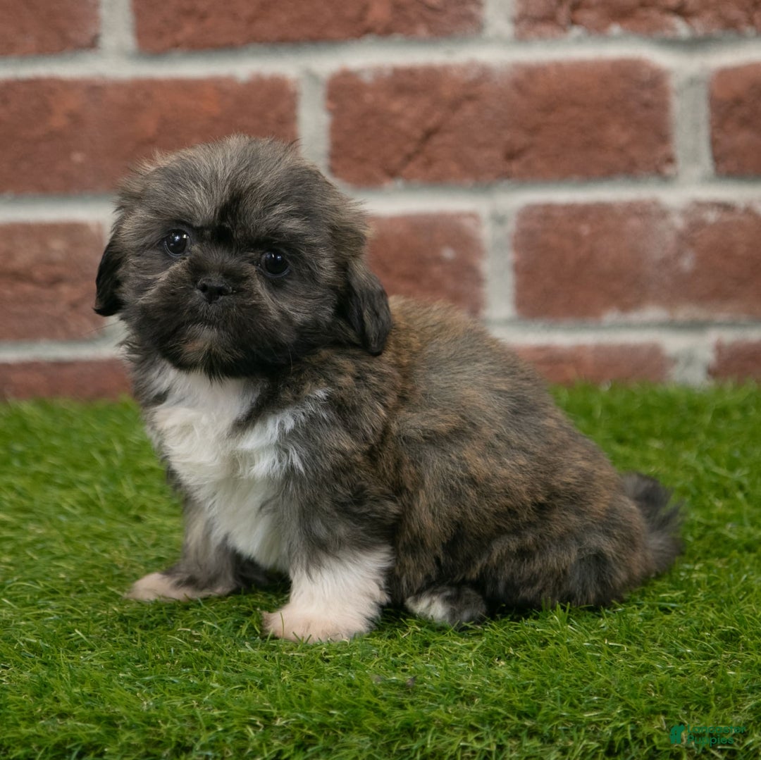 Shih Tzu dogs for sale: Sawyer - Image 5