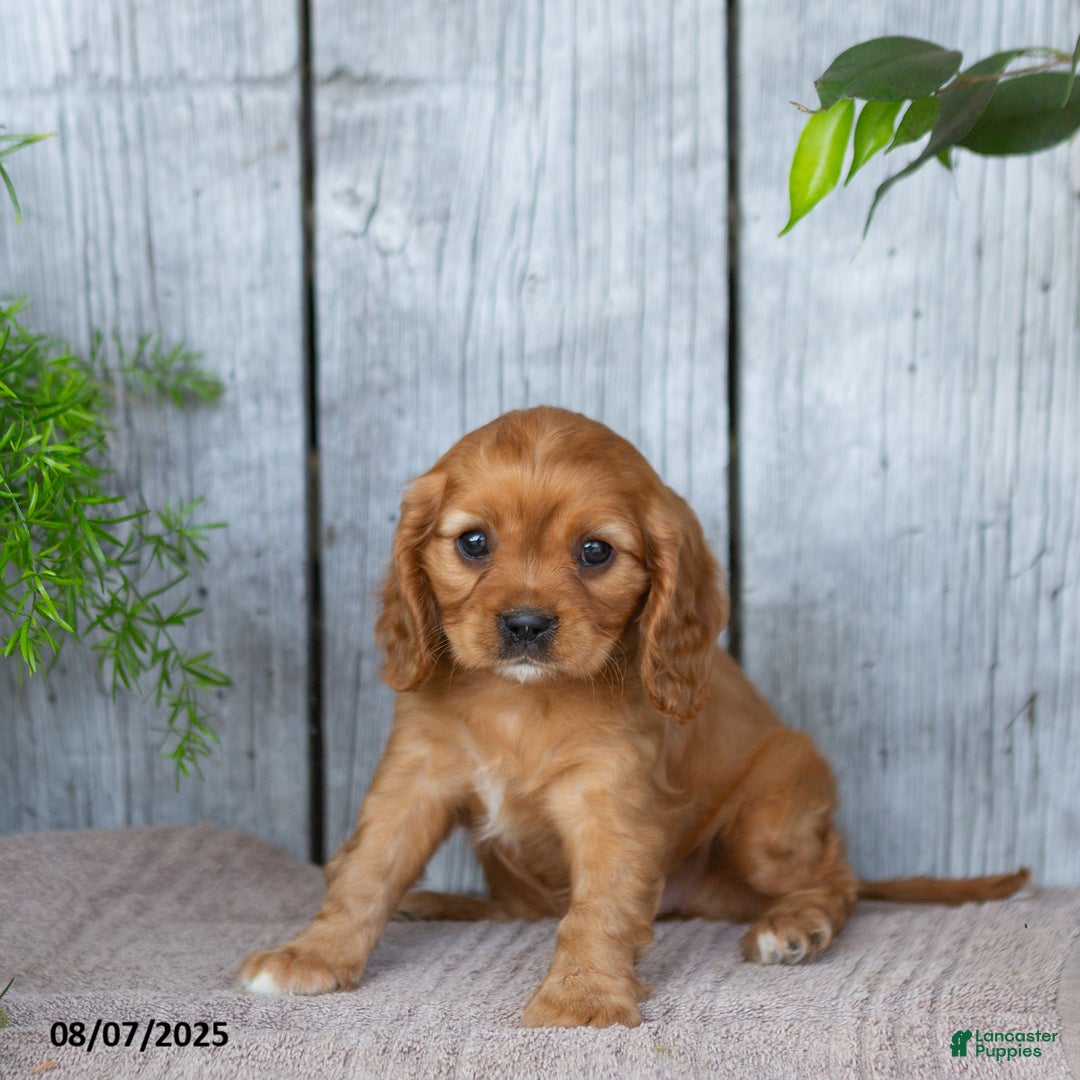 Cavalier King Charles Spaniel dogs for sale: Twila - Image 1
