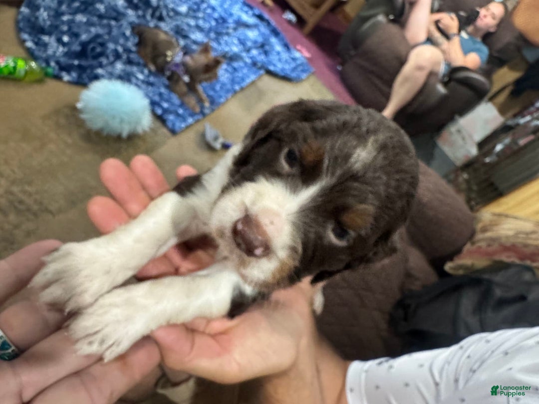 English Springer Spaniel dogs for sale: Male 2 - Image 5
