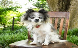 Pomeranian dogs for sale: Midnight - Image 7