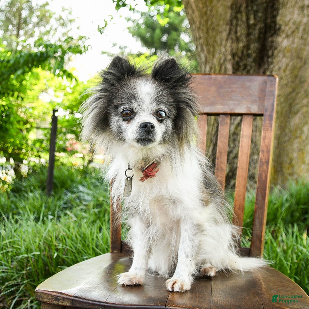 Pomeranian dogs for sale: Midnight - Image 7