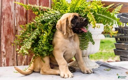English Mastiff dogs for sale: Hadley - Image 16