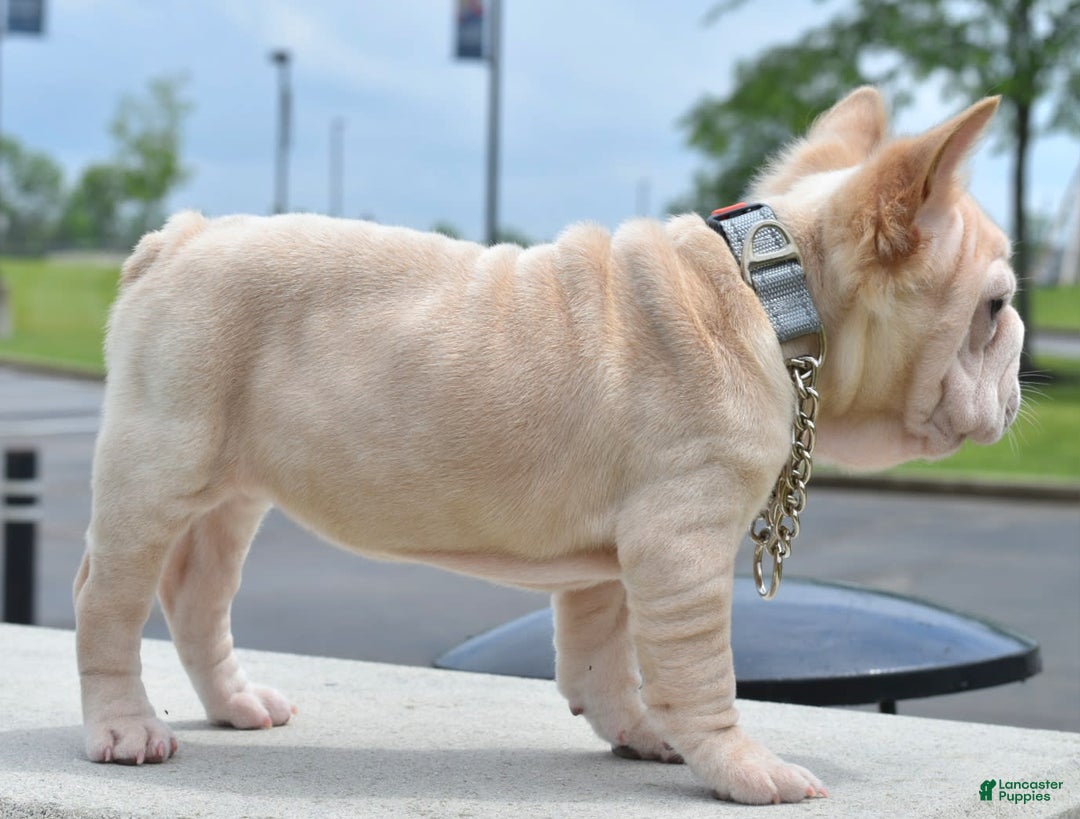 French Bulldog dogs for sale: Rayna Big Rope Velvet Fluffy - Image 40