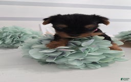 Yorkshire Terrier dogs for sale: Leo - Image 1