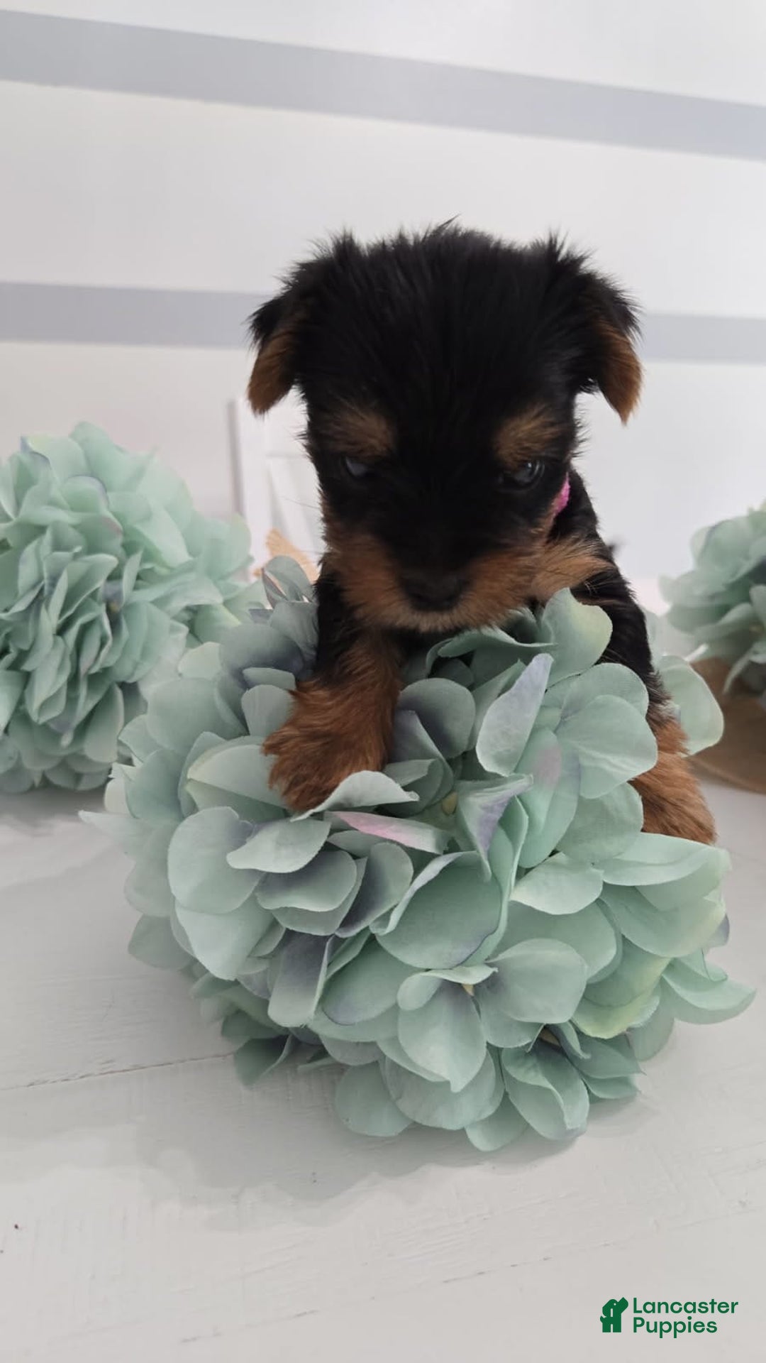 Yorkshire Terrier dogs for sale: Leo - Image 1