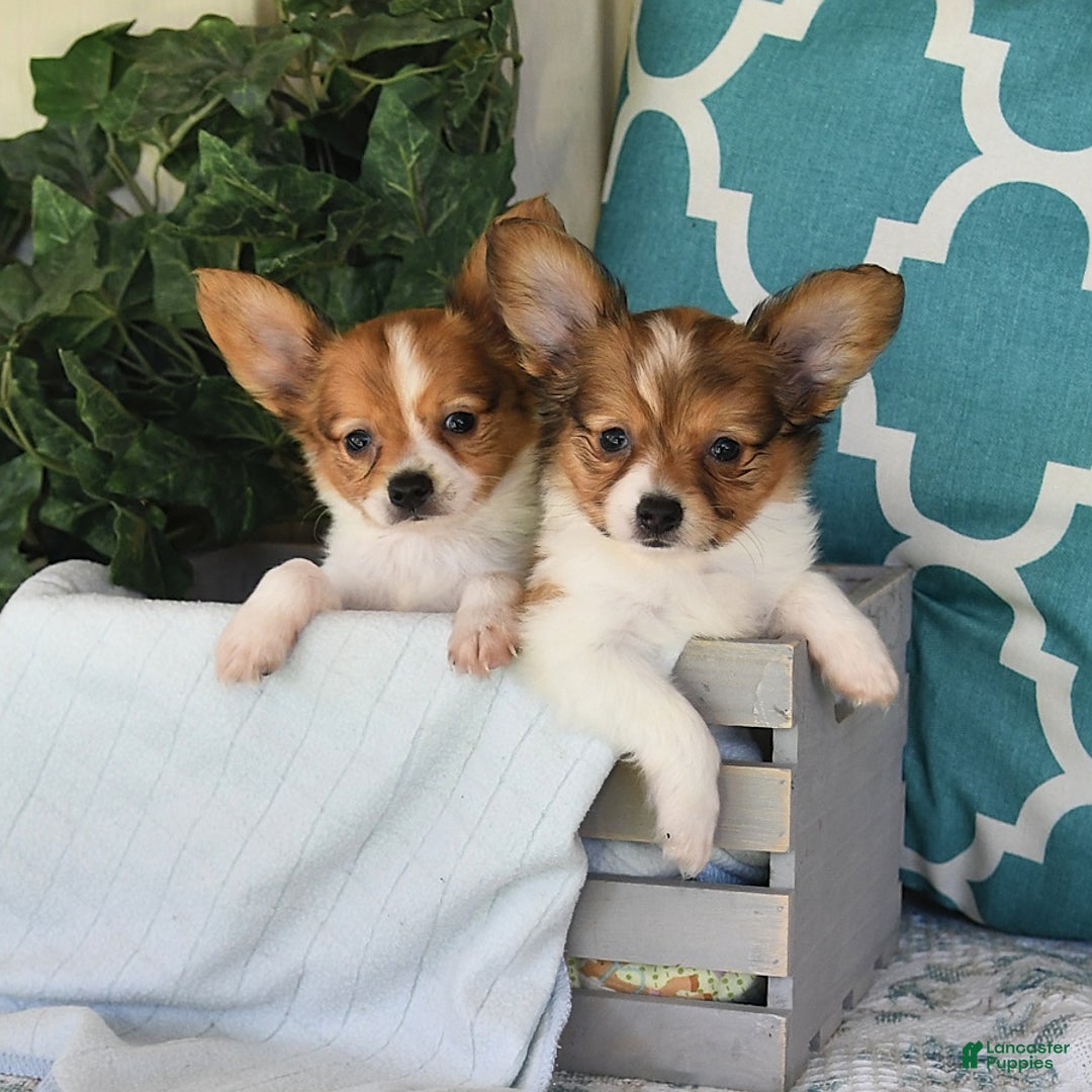 Papillon dogs for sale: Badger - Image 5
