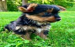 Yorkshire Terrier dogs for sale: Duke - Image 1