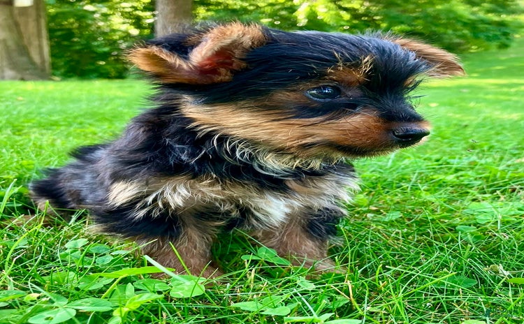 Yorkshire Terrier dogs for sale - Ad 1