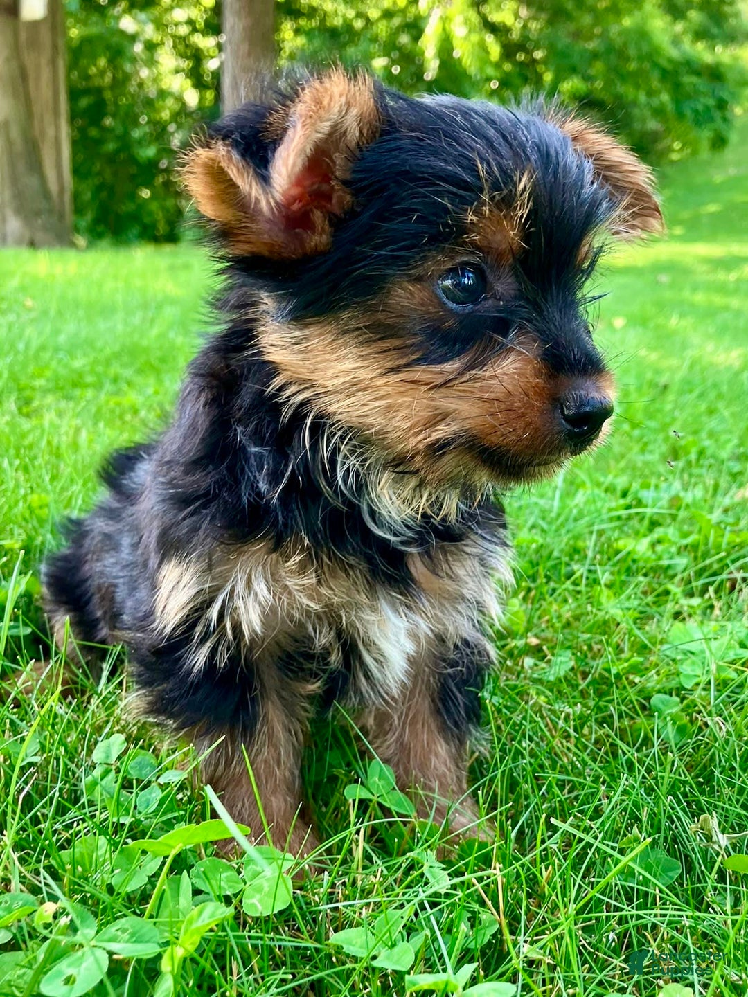 Yorkshire Terrier dogs for sale: Duke - Image 1