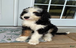 Bernedoodle dogs for sale: Honey - Image 1