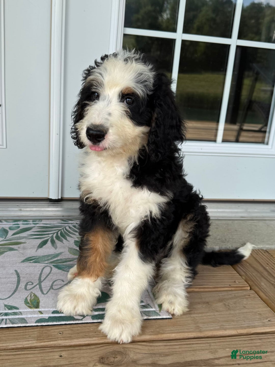 Bernedoodle dogs for sale: Honey - Image 1