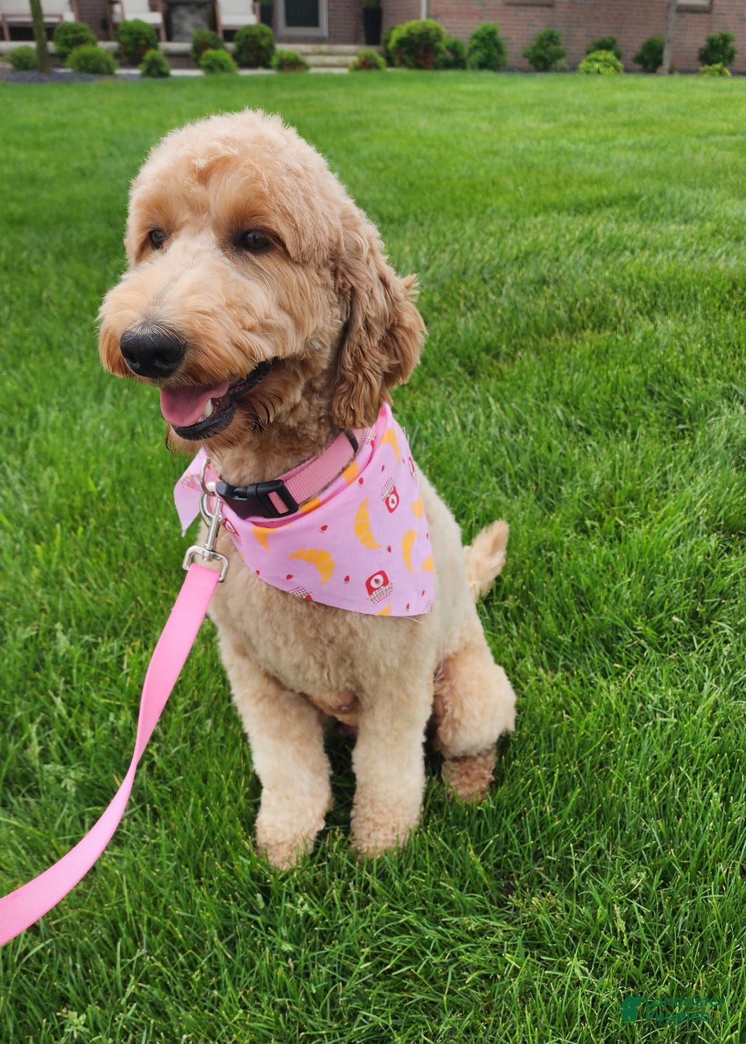 Goldendoodle dogs for sale: Charlie - Image 3