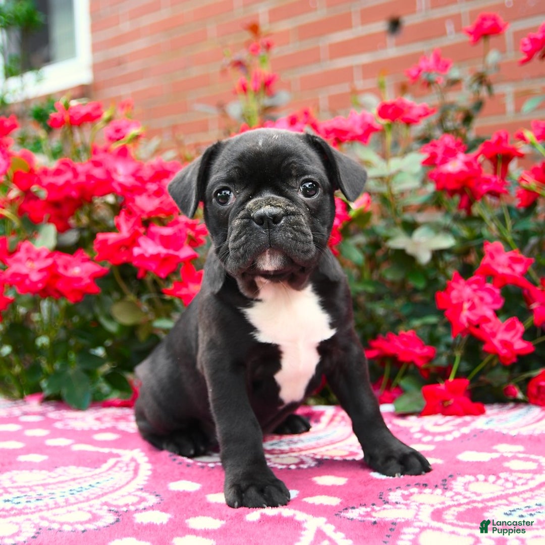 Frenchton dogs for sale: Firefly - Image 3