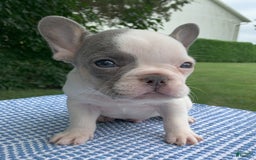 French Bulldog dogs for sale: Mikey - Image 2