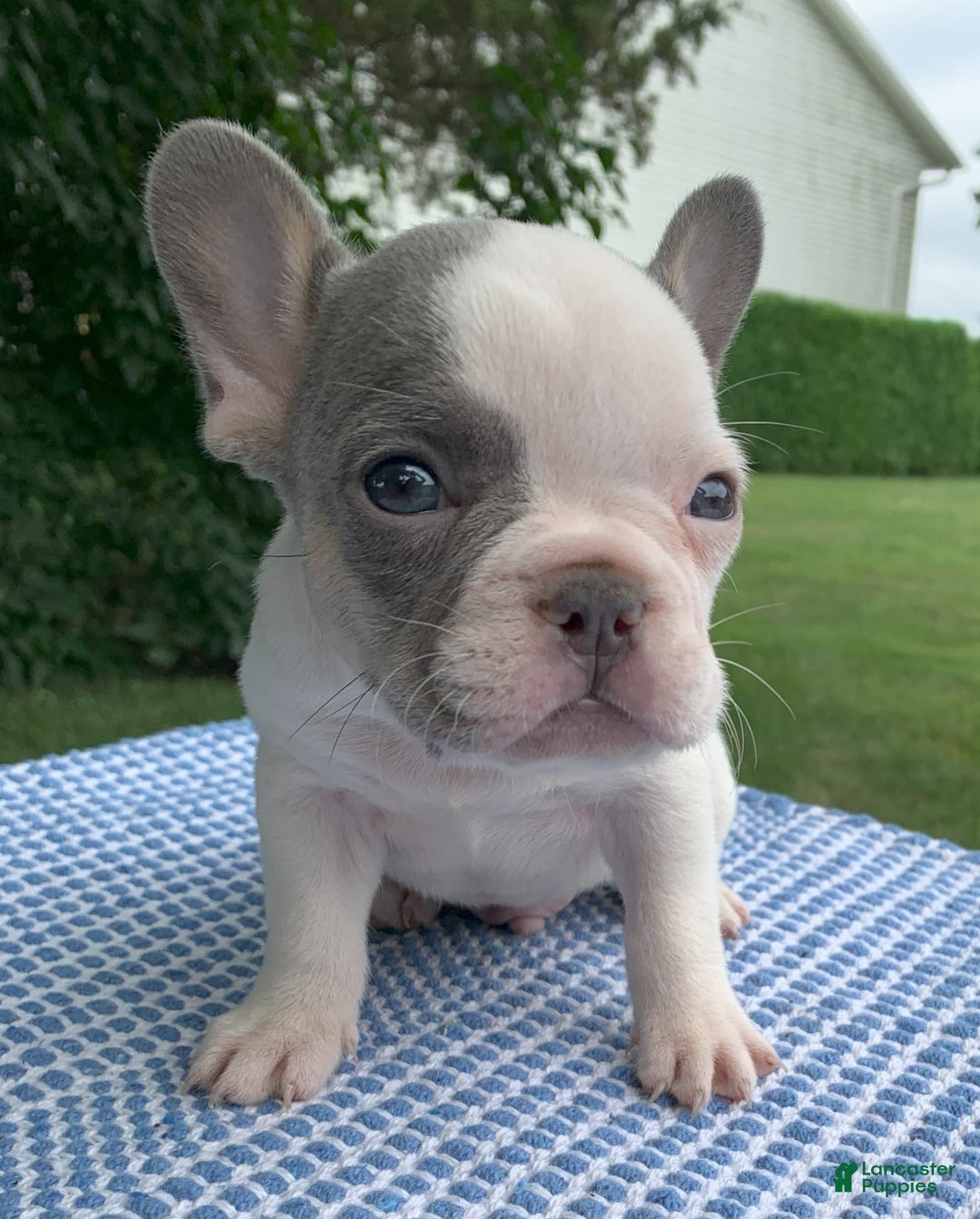 French Bulldog dogs for sale: Mikey - Image 2