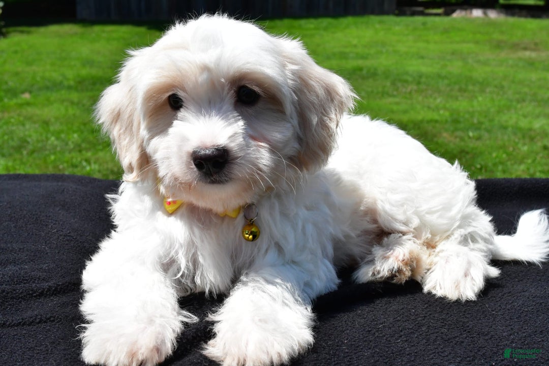 Maltipoo dogs for sale: Koa - Image 1