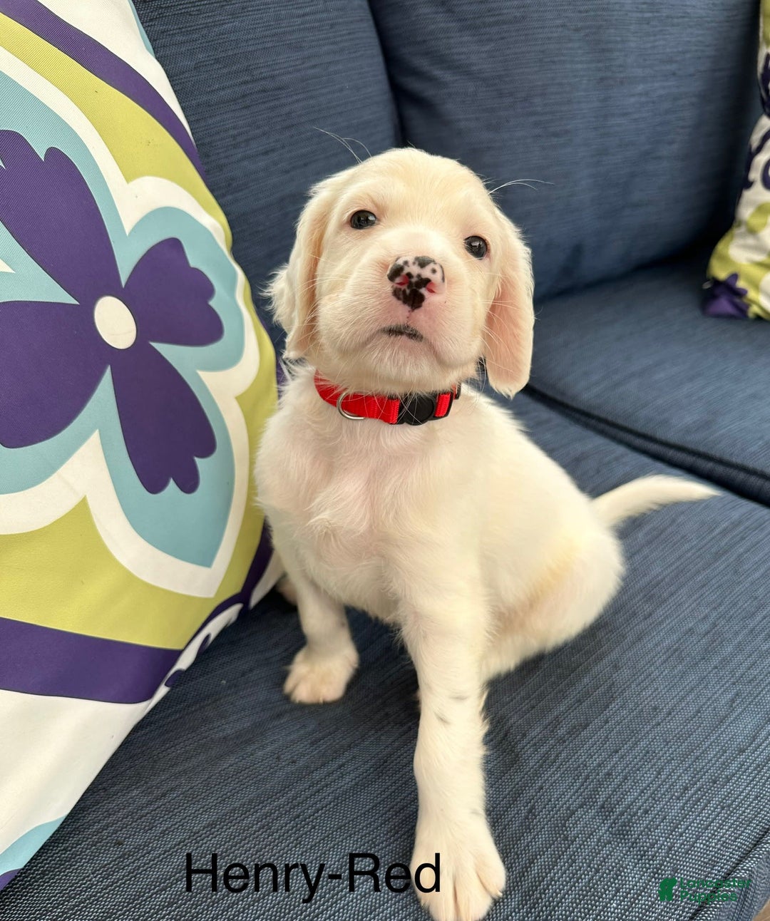 English Setter dogs for sale: Henry - Image 1